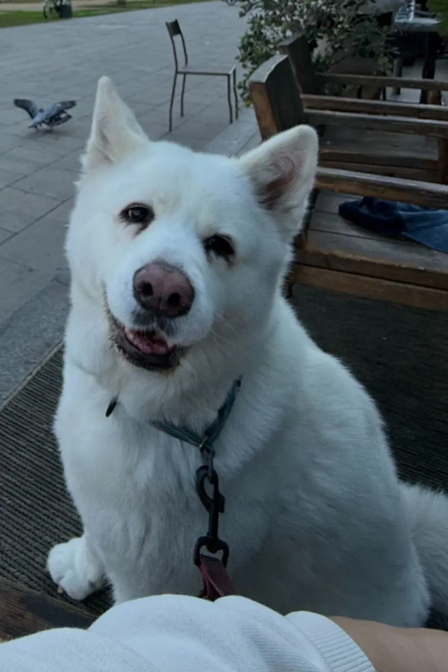 perro lost    Estepona Leo