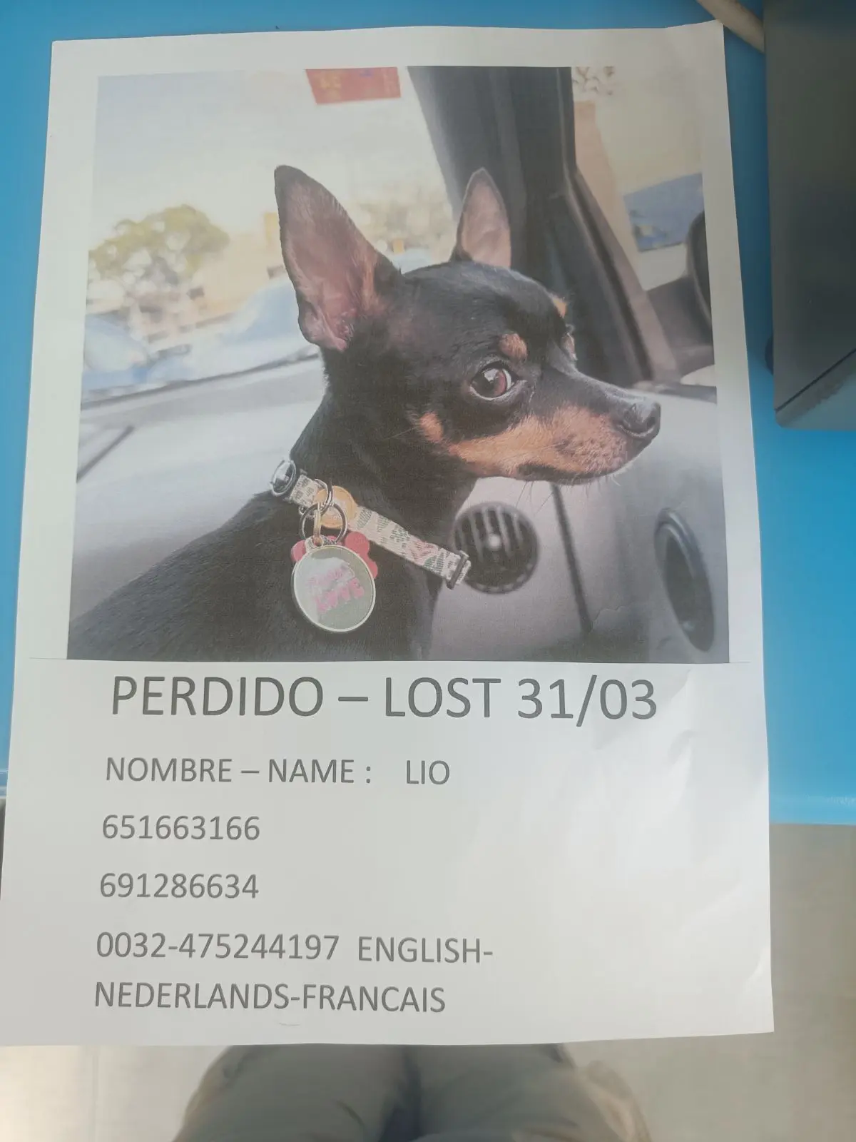 perro lost    Estepona Lío