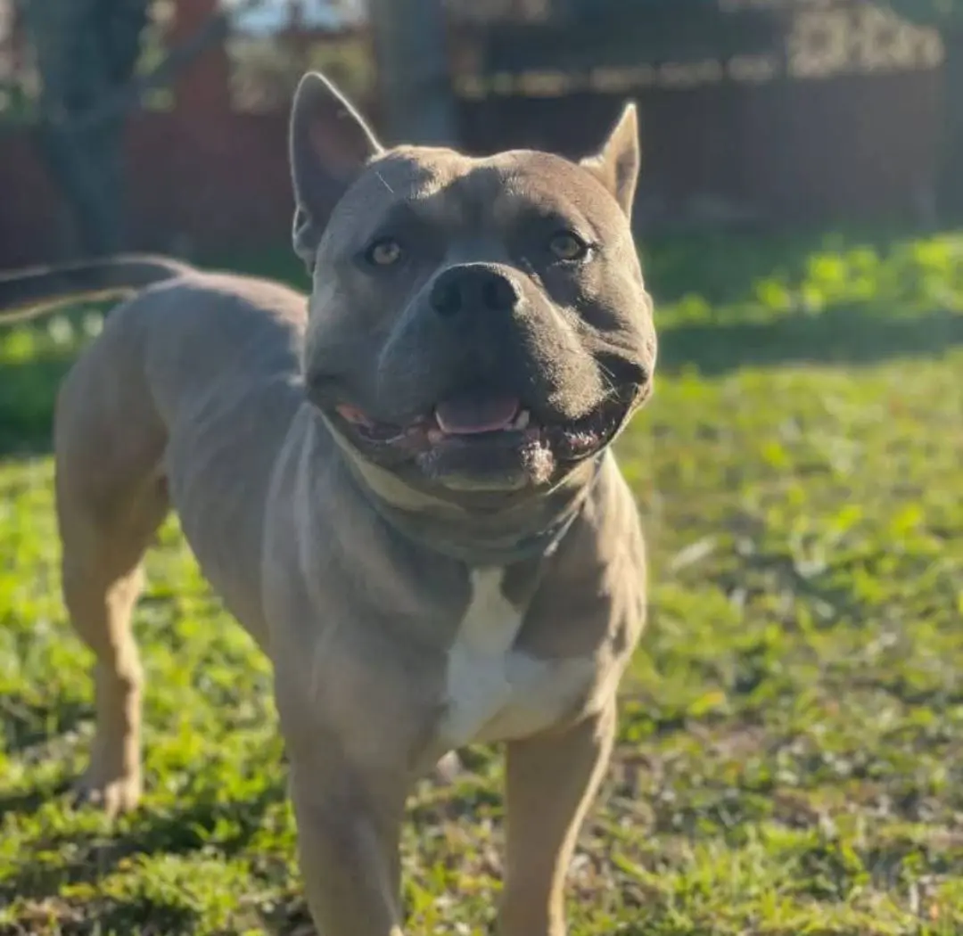 perro lost    Marbella Gru