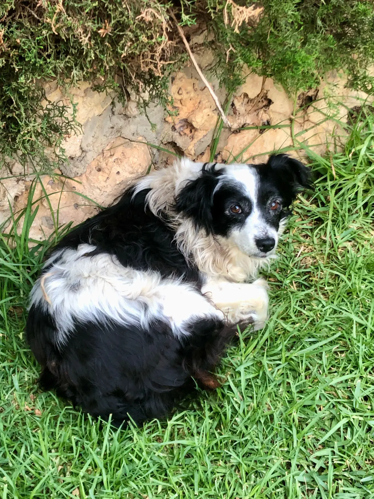 perro lost    Marbella Pancho