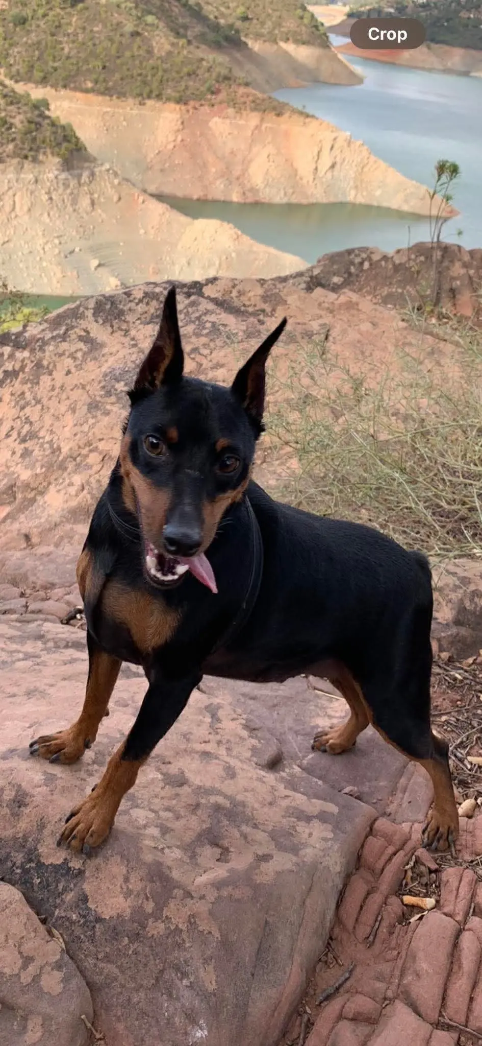 perro lost    Marbella Qubit