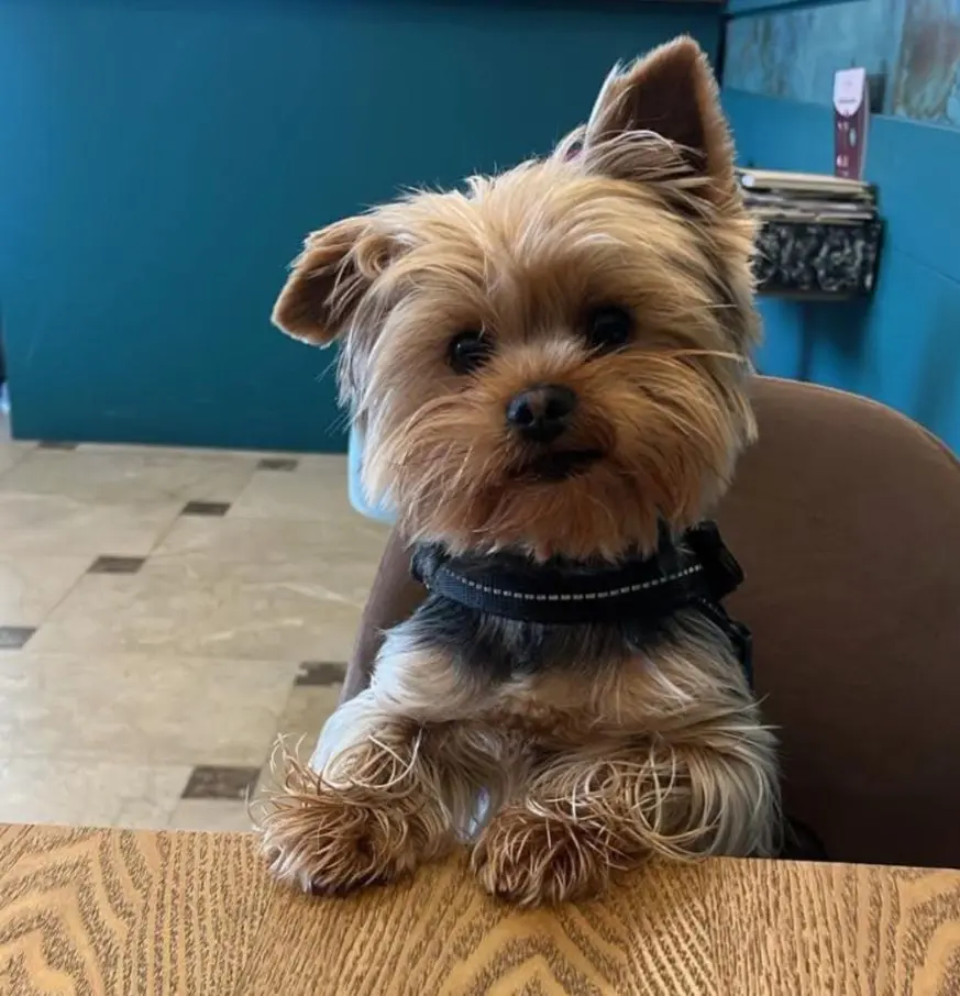 perro lost    Estepona Udon