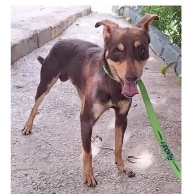 perro lost     Choco