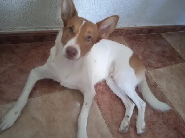 perro lost     Dante