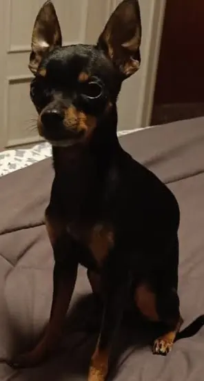 perro lost     Lio