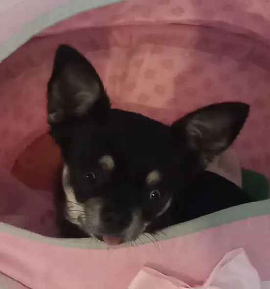 perro lost     May