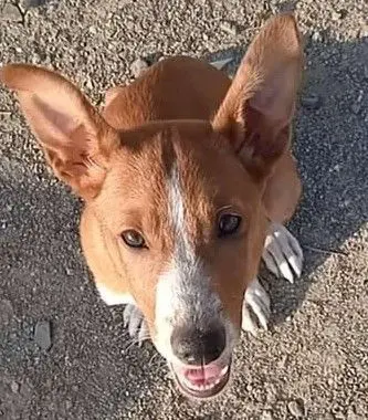 perro lost     Munish