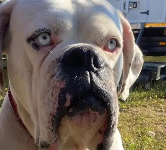 perro lost     Shiro