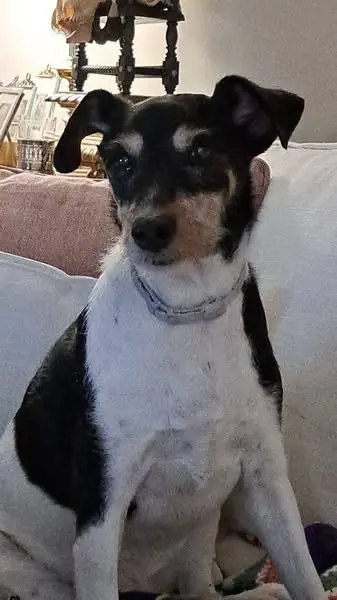 perro lost     Terry