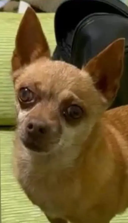 perro lost   29313 Villanueva del Trabuco Matu