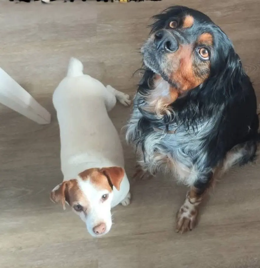 perro lost   29610 Ojén Simba y lata