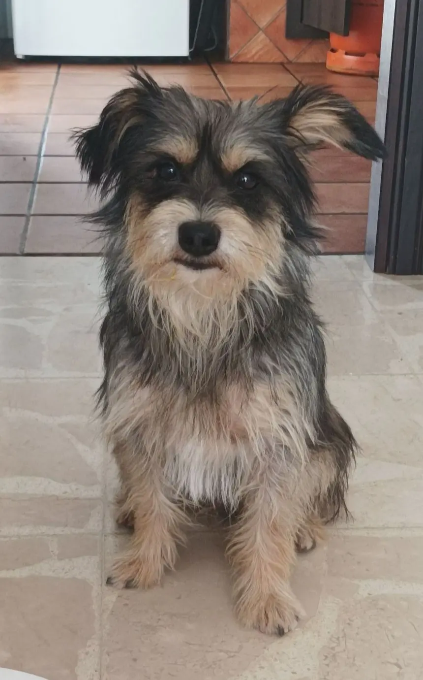 perro lost   29150 Almogía Fernopez