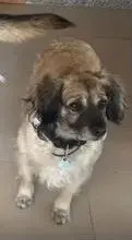 perro lost    Alcalá de Henares Tayson