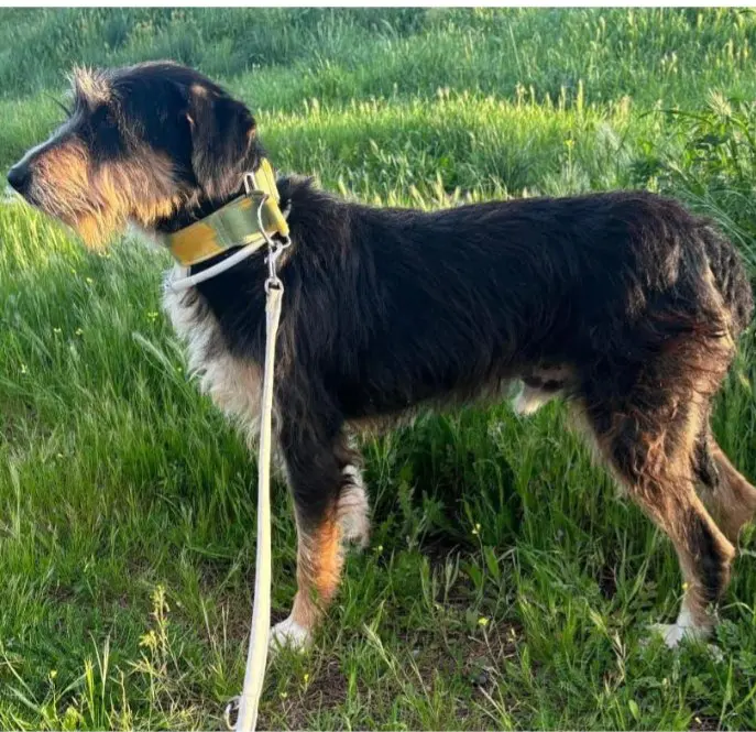 perro lost    Alcorcón Lolo