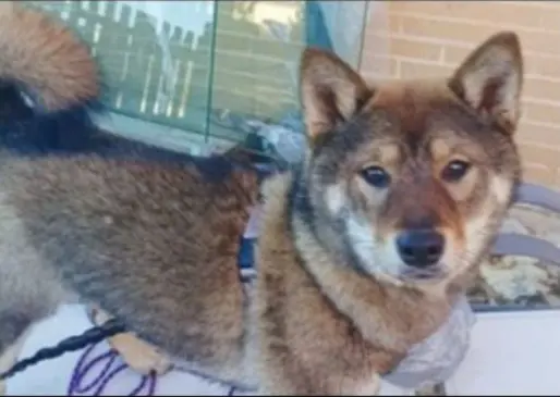 perro lost 2 Calle de Rafael Botí 28334 Pozuelo de Alarcón Batida