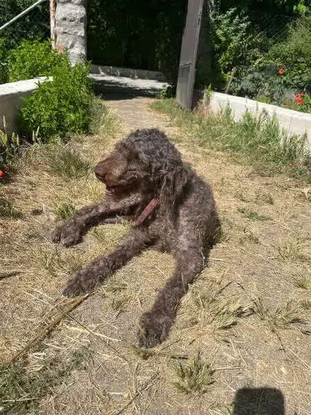 perro lost  Calle de Rafael Botí 28334 Pozuelo de Alarcón Bimba