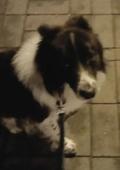 perro lost 2 Calle de Rafael Botí 28334 Pozuelo de Alarcón Camper