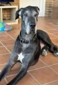 perro lost 4 Carretera de La Granja 28400 Collado Villalba Anubis