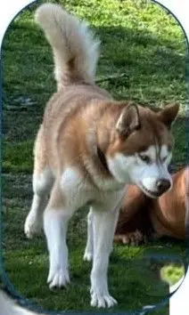 perro lost    El Escorial Coro