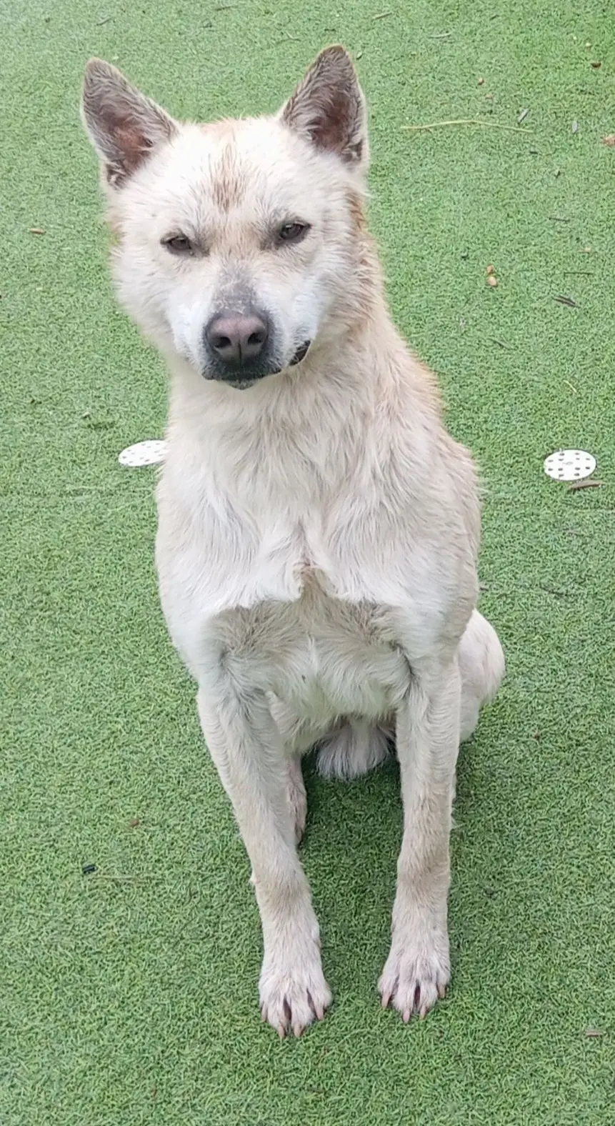 perro lost   28540 Perales de Tajuña Curro
