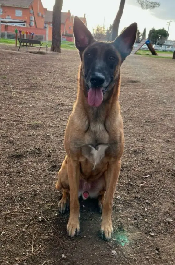 perro lost  Calle Siemens 28902 Getafe Max