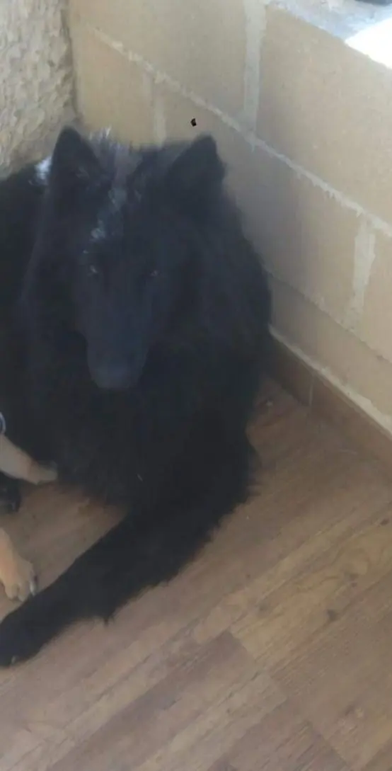 perro lost   28680 San Martín de Valdeiglesias Lino