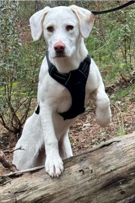 perro lost  Calle de Bustarviejo 28020 Madrid Bosco