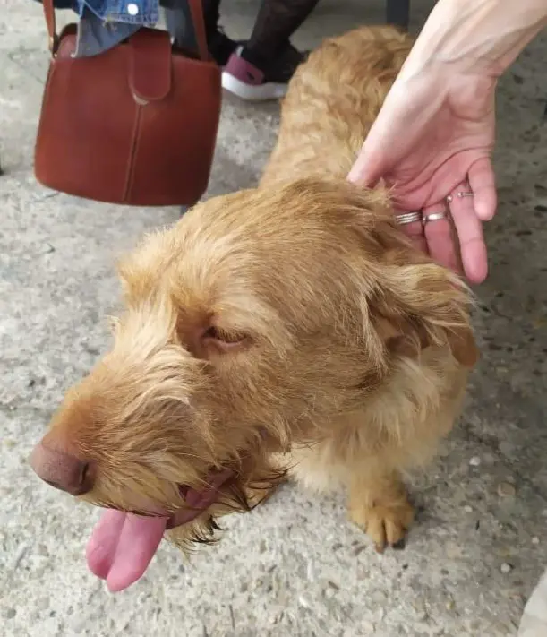 perro lost   28050 Madrid Buby