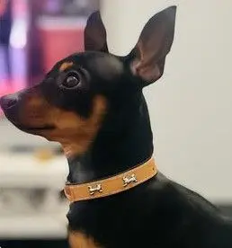 perro lost  Carretera de Fuencarral a Alcobendas 28049 Madrid Capitan
