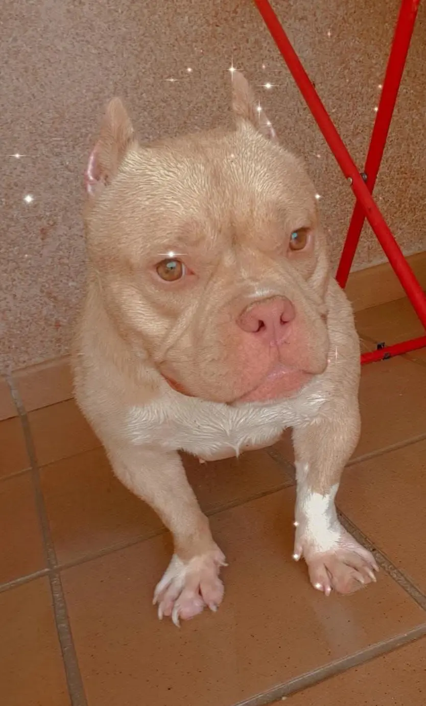 perro lost  Pasaje de Chinchón 28030 Madrid Clarita