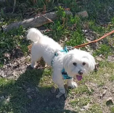 perro lost  Calle de Villamanta 28031 Madrid Coco