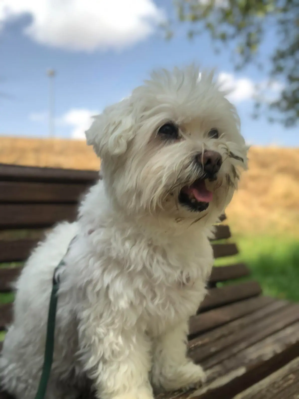 perro lost  Avenida de la Ciudad de Barcelona 28007 Madrid Indi