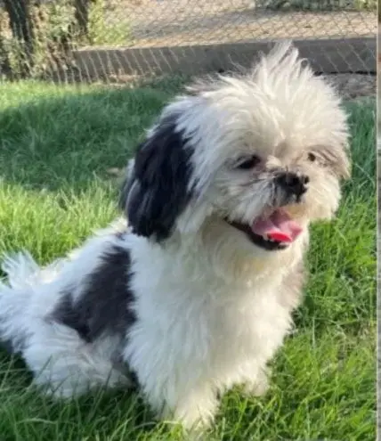 perro lost  Calle de Titulcia 28007 Madrid Lucky