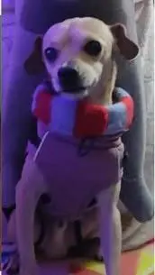 perro lost  Avenida de la Ciudad de Barcelona 28007 Madrid Nano
