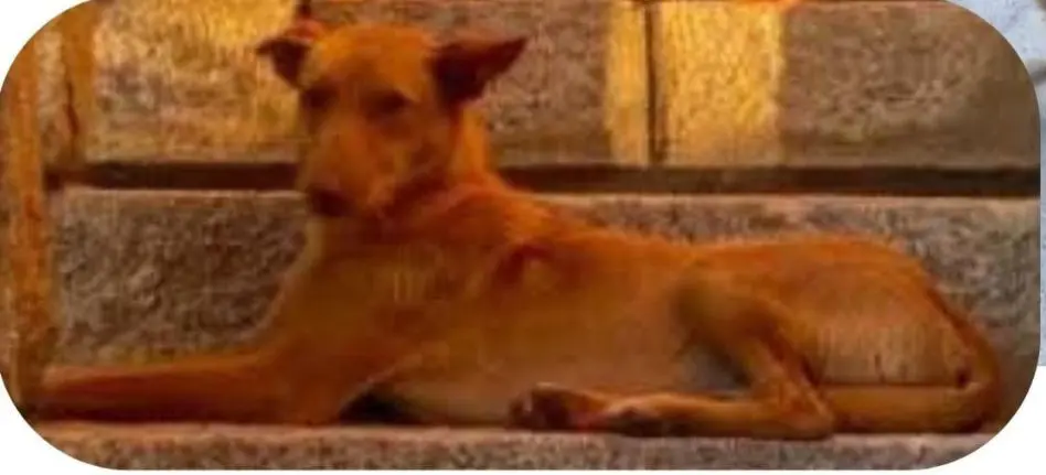 perro lost  Calle de Torrelaguna 28002 Madrid Thor