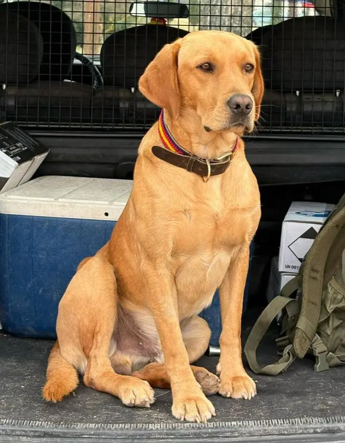 perro lost  Pasaje de Chinchón 28030 Madrid Tino