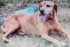 perro lost   28730 Buitrago del Lozoya Paco