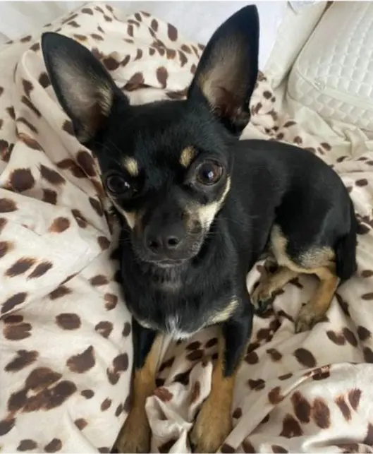 perro lost   28817 Los Santos de la Humosa Pepo