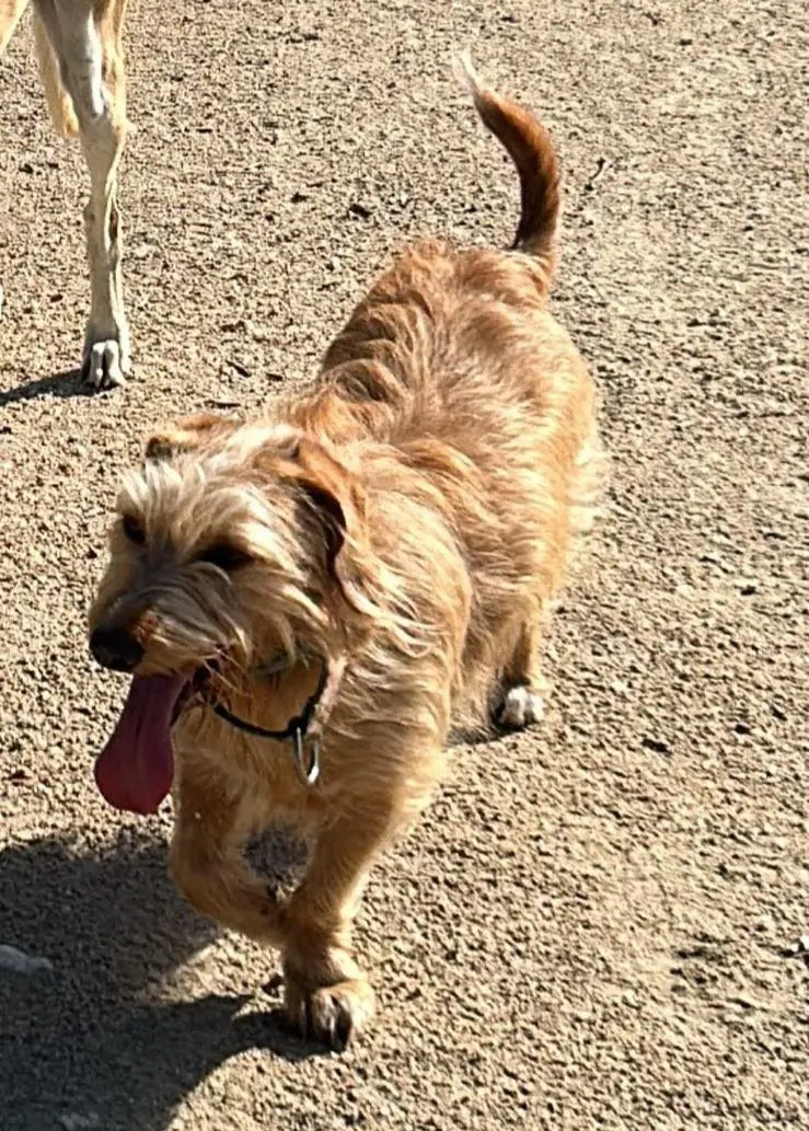 perro lost   28229 Villanueva del Pardillo Piper