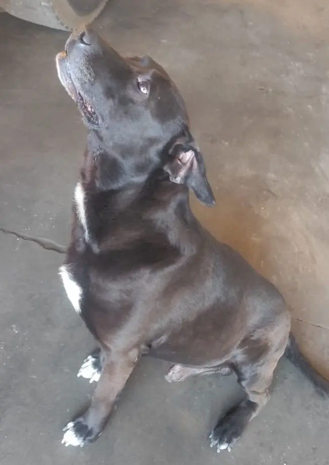 perro lost  Antiguas colas Arkham 28330 San Martín de la Vega Tayson