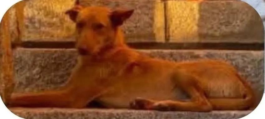 perro lost    Collado Mediano Thor