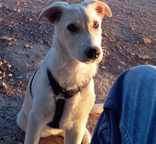 perro lost   30850 Totana Oddy