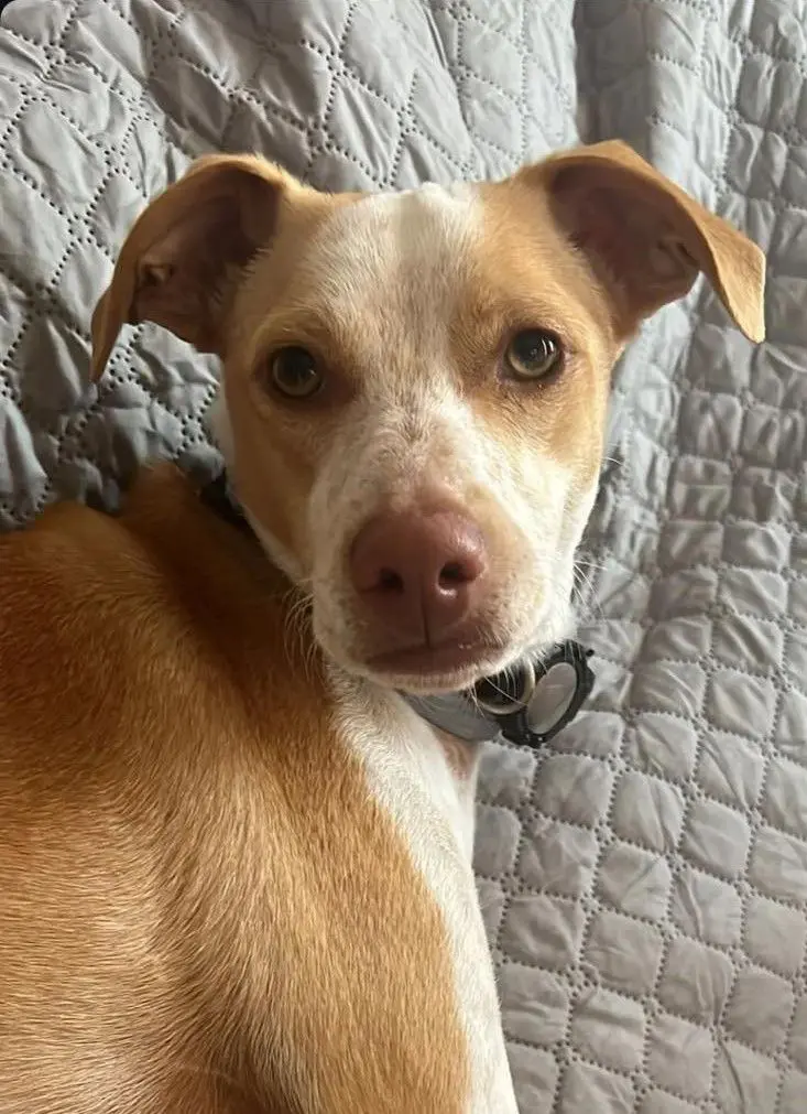 perro lost    Alhama de Murcia Zipi