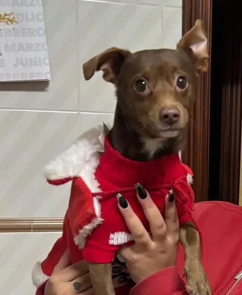 perro lost   30740 San Pedro del Pinatar Bili