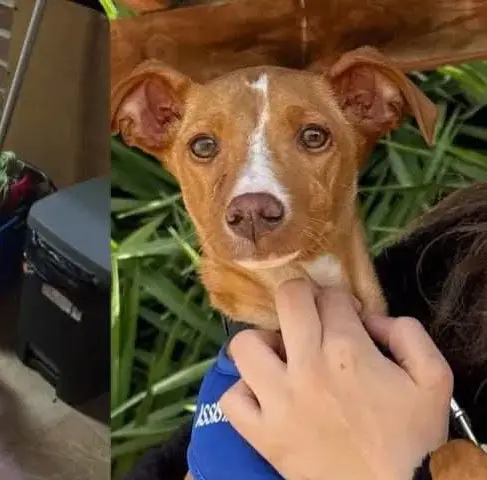 perro lost    Carthagène Muffin
