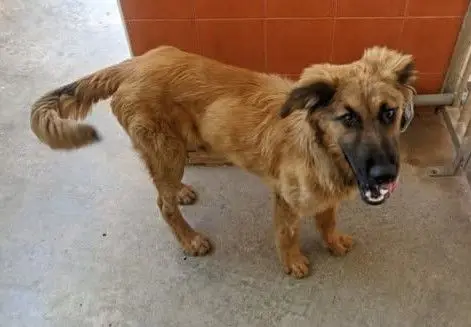 perro lost    Carthagène Odin