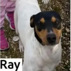 perro lost    Carthagène Ray
