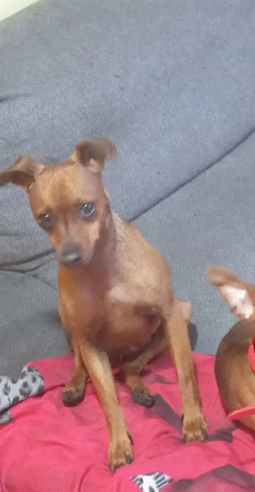 perro lost    Carthagène Tayson