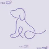 perro lost    Carthagène Tintin