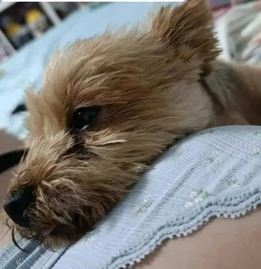 perro lost   30710 Los Alcázares Mia